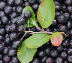 Apfelbeere, Aronia 'Aron'