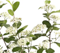Apfelbeere, Aronia 'Aron'