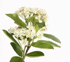Apfelbeere, Aronia 'Nero'