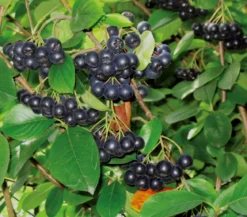 Apfelbeere, Aronia 'Viking'