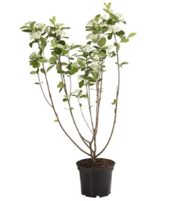 Apfelbeere, Aronia 'Viking'