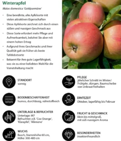 Apfel-Duo 'Alkmene/Goldparmäne'