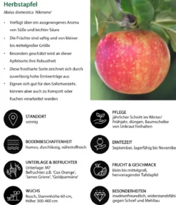 Apfel-Duo 'Alkmene/Goldparmäne'