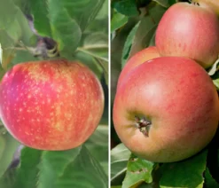 Apfel-Duo 'Alkmene/Goldparmäne'