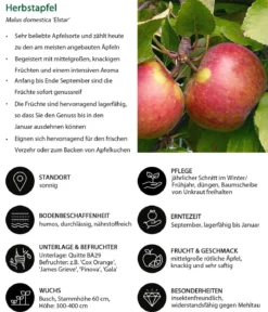 Apfel-Duo 'Elstar/Gala'