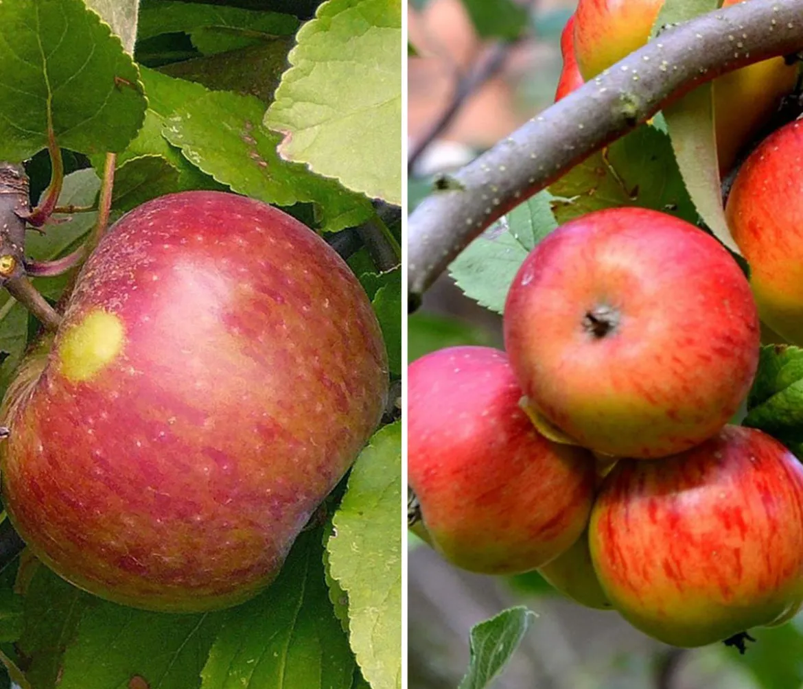 Apfel-Duo 'Elstar/James Grieve'