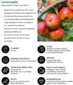 Apfel-Duo 'Elstar/James Grieve'