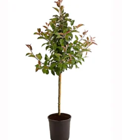 Apfel 'Vampira'