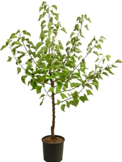 Aprikose 'Compacta'