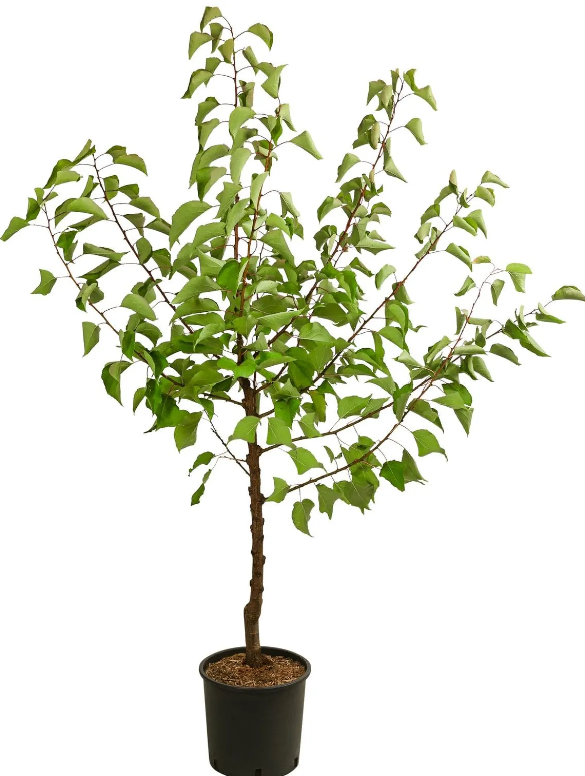 Aprikose 'Compacta'