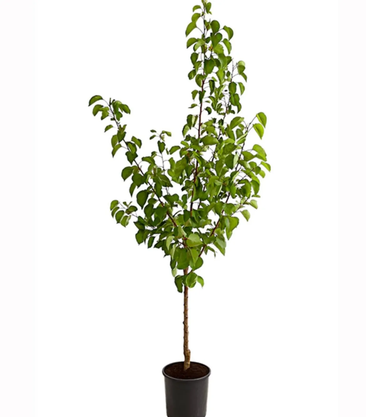 Aprikose 'Hargrand'