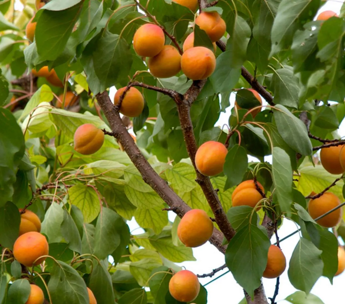 Aprikose 'Hargrand'