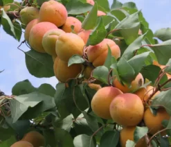 Aprikose 'Klosterneuburger'