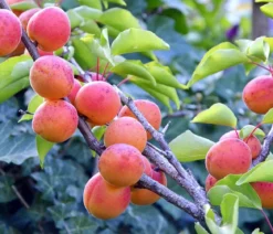 Aprikose 'Kuresia'