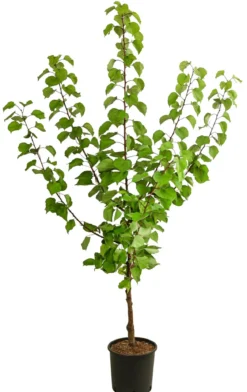Aprikose 'Kuresia'