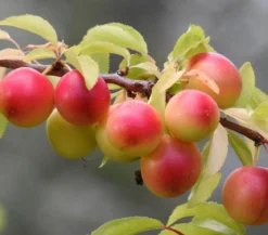 Aprikosen-Mirabelle 'Aprimira'