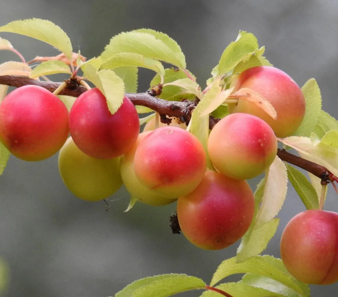 Aprikosen-Mirabelle 'Aprimira'