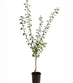 Aprikosen-Mirabelle 'Aprimira'