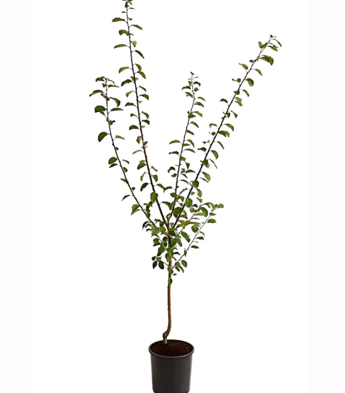Aprikosen-Mirabelle 'Aprimira'