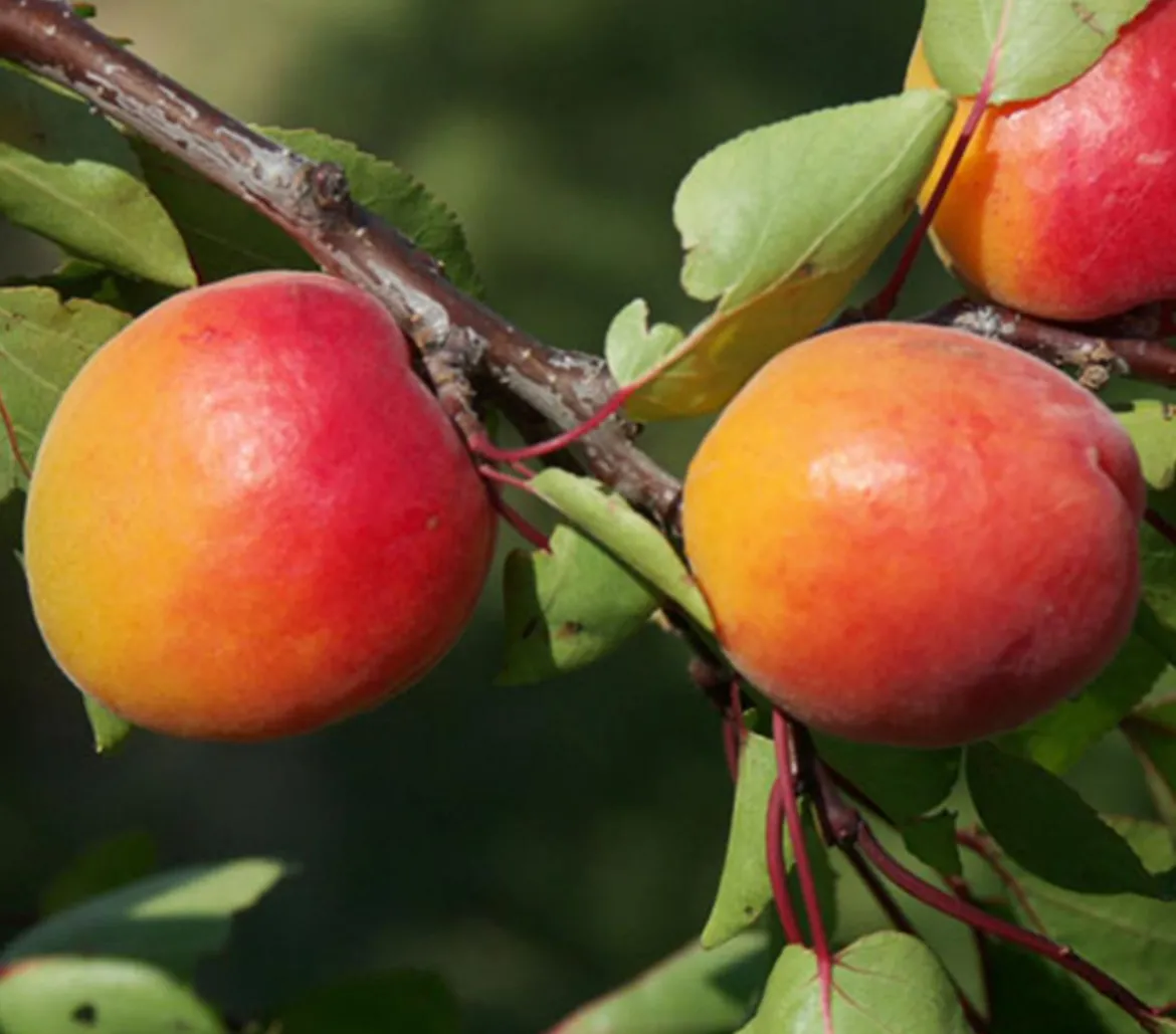 Aprikose 'Orangered'