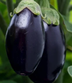 Aubergine