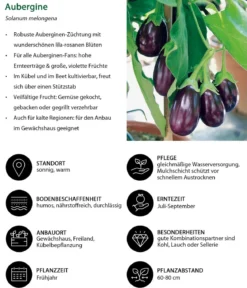 Aubergine
