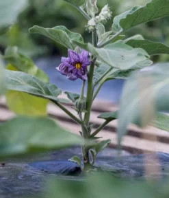 Aubergine