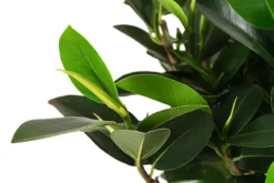 Australischer Feigenbaum 'Australis'