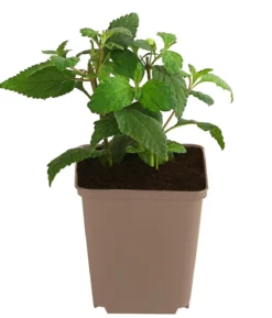 Aztekisches Süßkraut