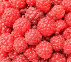 Balkonhimbeere 'Balkonia'