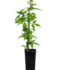 Balkonhimbeere 'Balkonia'