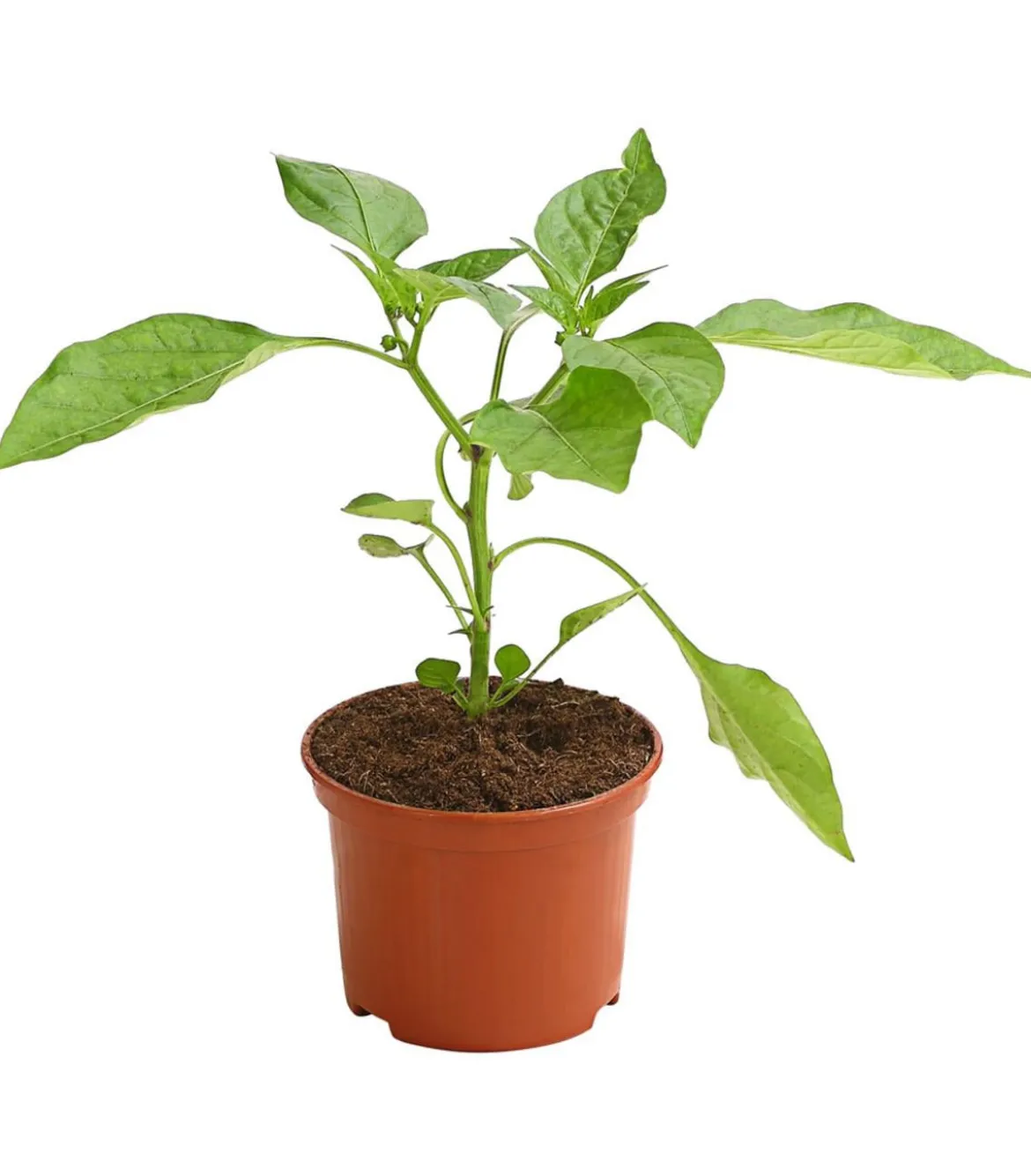 Balkonpaprika