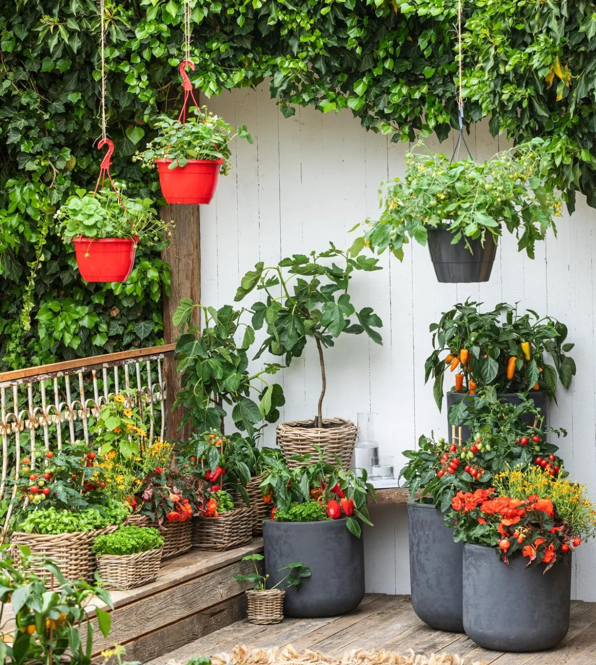 Balkonpaprika