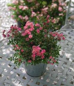 Balkonrose 'Lilly Rose®'