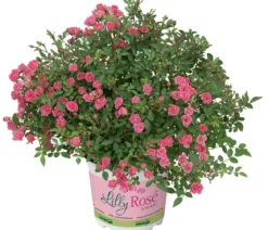 Balkonrose 'Lilly Rose®'