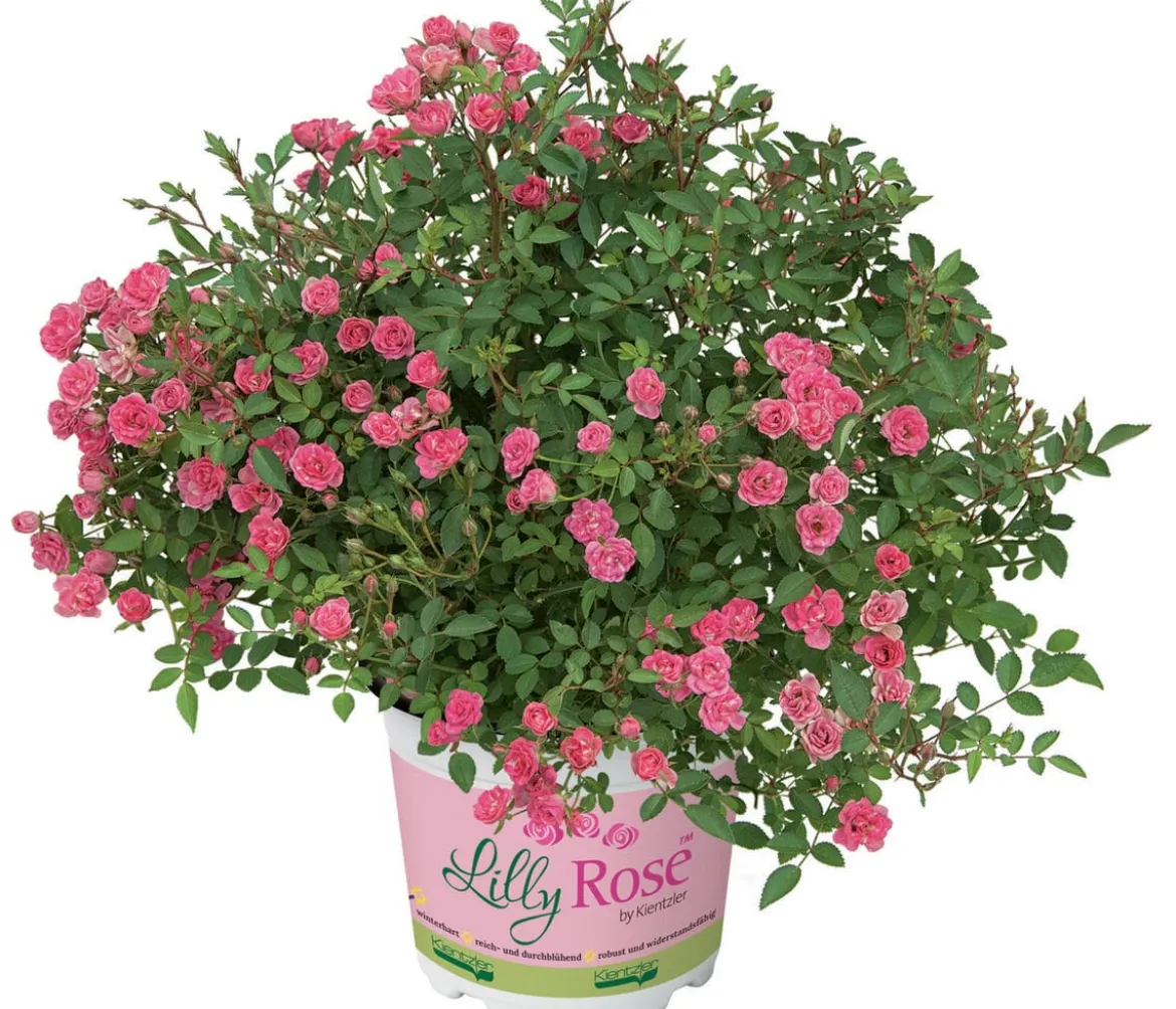 Balkonrose 'Lilly Rose®'