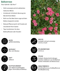 Balkonrose 'Lilly Rose®'