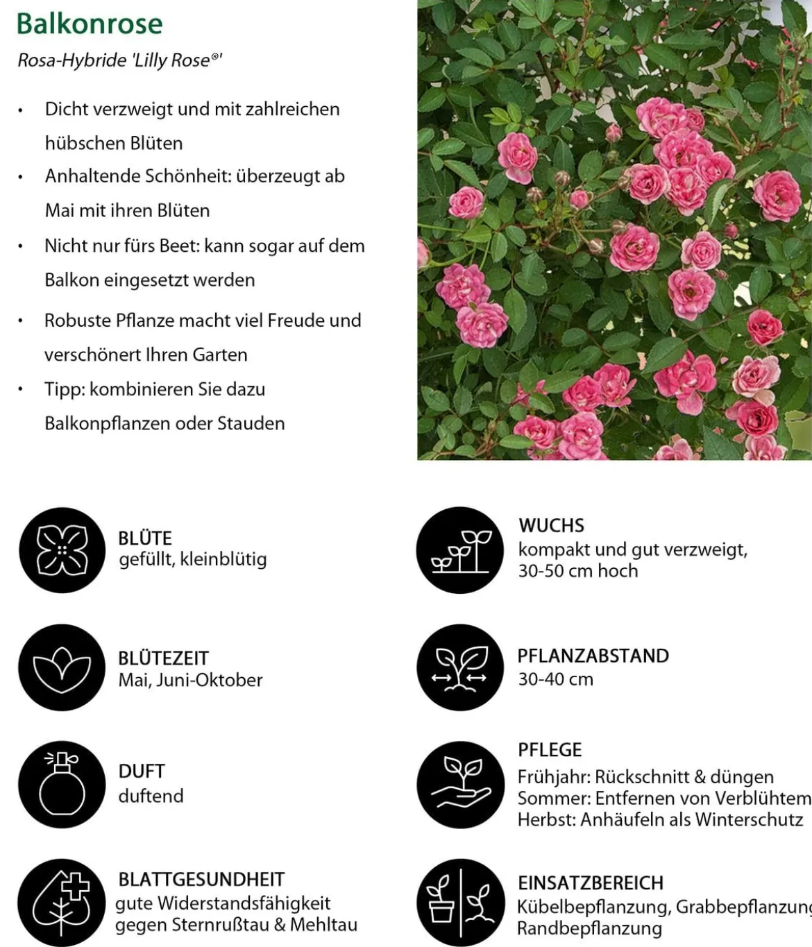 Balkonrose 'Lilly Rose®'
