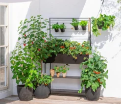 Balkontomate