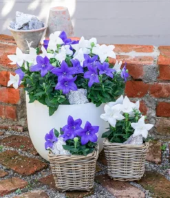 Ballonblume