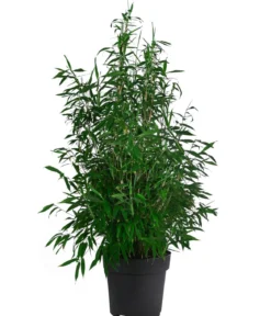 Bambus 'Winter Black'