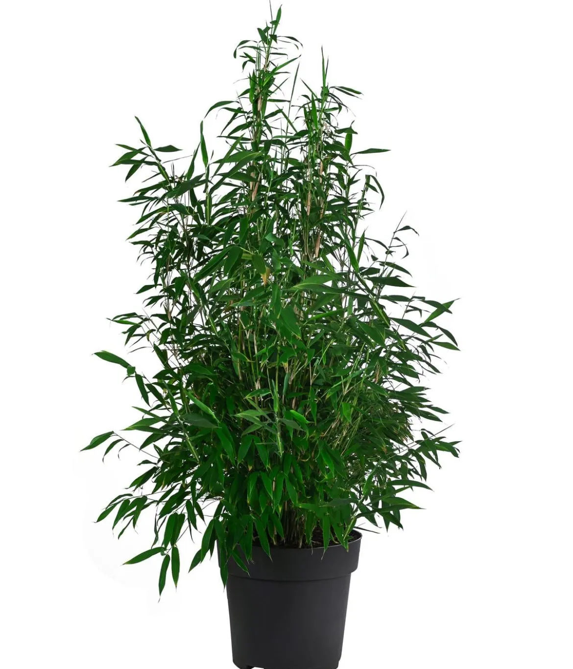 Bambus 'Winter Black'