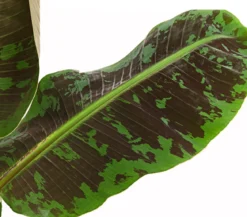 Banane 'Dwarf Cavendish'