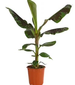 Banane 'Dwarf Cavendish'