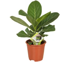 Banyanbaum - Ficus benghalensis 'Audrey'