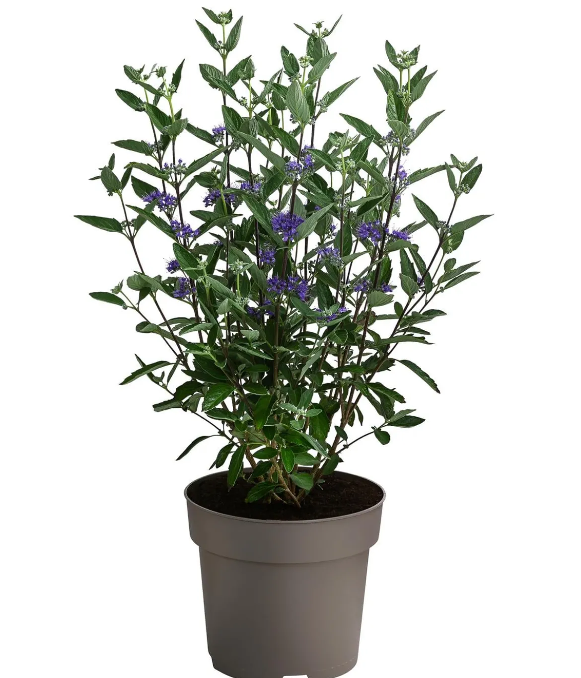 Bartblume 'Dark Knight'