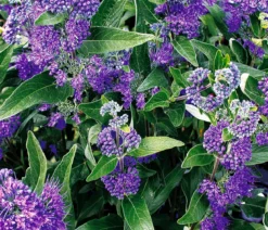 Bartblume 'Dark Knight'