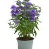 Bartblume 'Kew Blue'