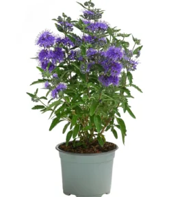 Bartblume 'Kew Blue'