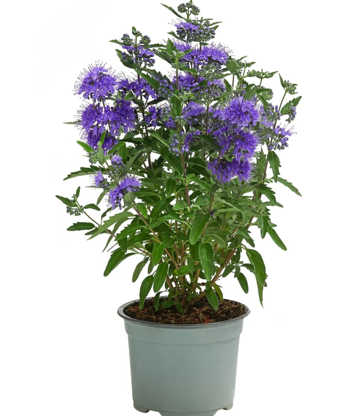 Bartblume 'Kew Blue'